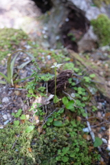 Adenochilus gracilis