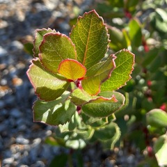 Arctostaphylos sensitiva