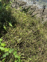 Muehlenbeckia complexa