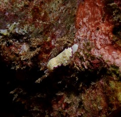 Goniobranchus albopustulosus
