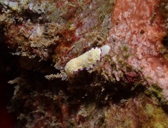 Goniobranchus albopustulosus