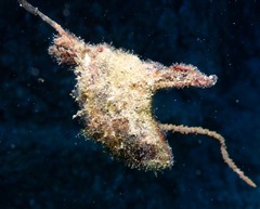 Pteria brunnea