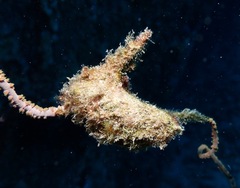 Pteria brunnea