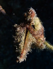 Pteria brunnea