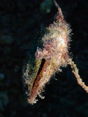 Pteria brunnea
