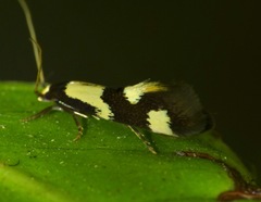 Opogona comptella