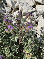 Phacelia pedicellata