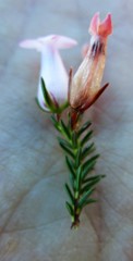 Erica daphniflora daphniflora