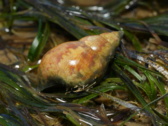 Phasianella australis