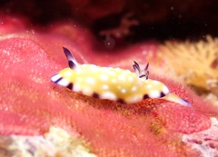 Goniobranchus vibratus