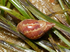 Phasianella australis