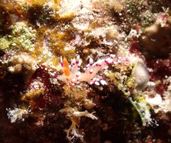 Coryphellina exoptata