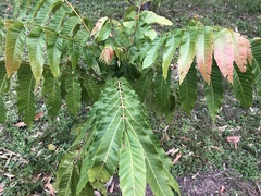 Pometia pinnata