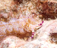 Pteraeolidia semperi