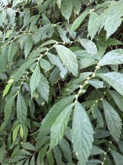 Elatostema lineolatum