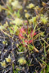 Drosera spatulata