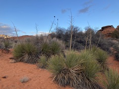 Yucca utahensis