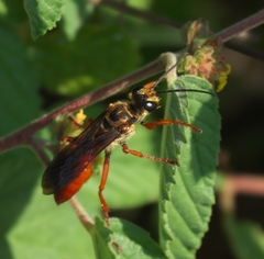 Sphex jamaicensis