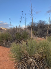 Yucca utahensis