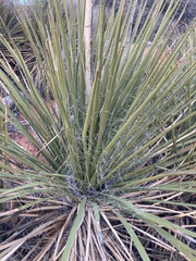 Yucca utahensis