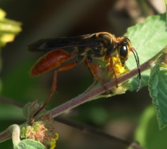 Sphex jamaicensis