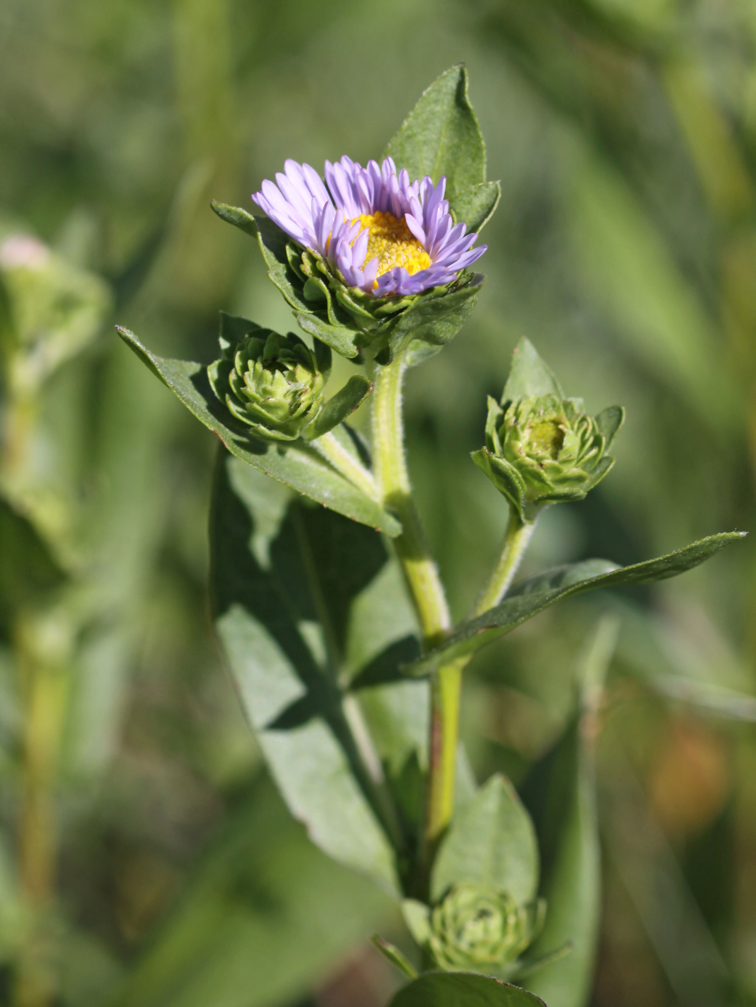 Symphyotrichum foliaceum var. canbyi