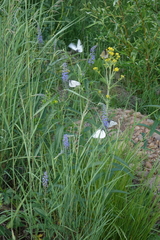 Rorippa barbareifolia