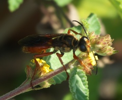 Sphex jamaicensis