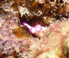 Hypselodoris violabranchia