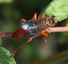 Sphex jamaicensis