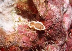 Glossodoris rufomarginata