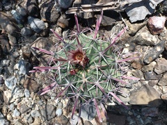 Ferocactus recurvus
