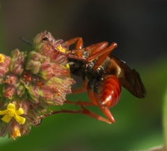 Sphex jamaicensis