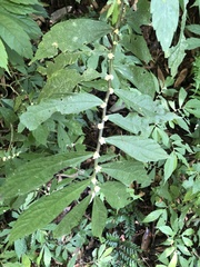 Elatostema lineolatum