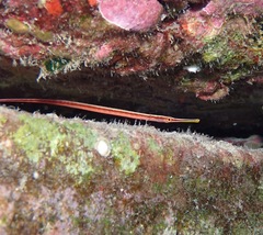 Dunckerocampus baldwini