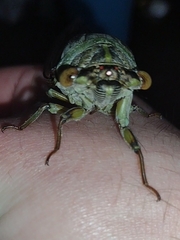 Megatibicen auletes
