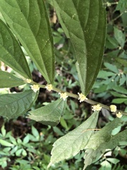 Elatostema lineolatum