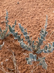 Dimorphocarpa wislizeni