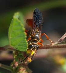 Sphex jamaicensis