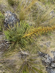 Aciphylla