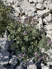 Phacelia pedicellata