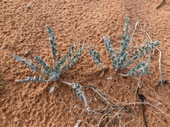 Dimorphocarpa wislizeni