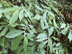 Elatostema lineolatum