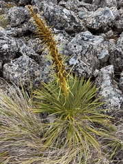 Aciphylla