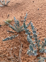 Dimorphocarpa wislizeni