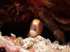 Gymnothorax melatremus