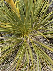 Aciphylla