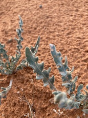 Dimorphocarpa wislizeni