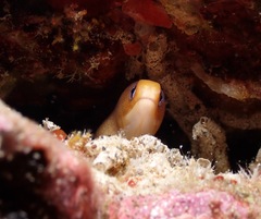 Gymnothorax melatremus