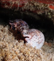 Mauritia maculifera maculifera